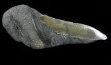 Partial Fossil Megalodon Tooth - Serrated Blade #88646-1